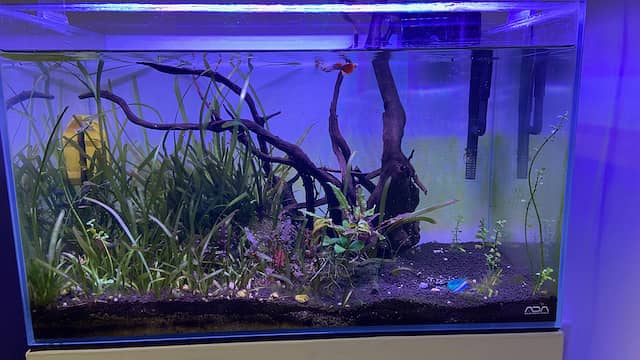 ADA Aquarium for Sale 0