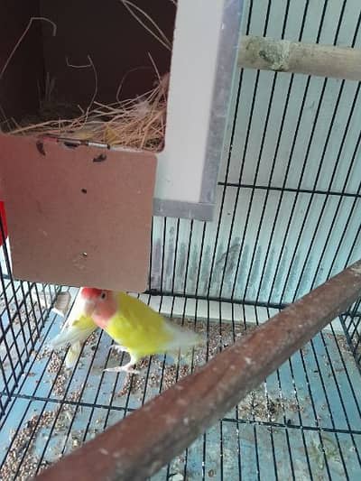 latino love birds