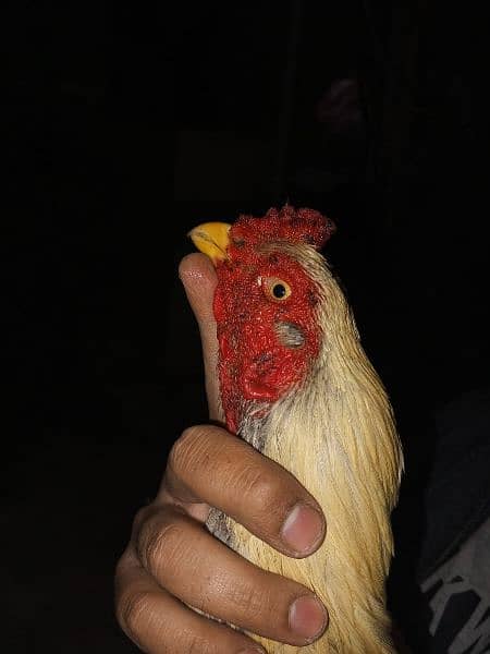 out class aseel chick's and eggs available 3