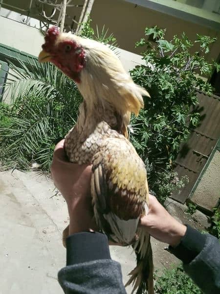 out class aseel chick's and eggs available 3