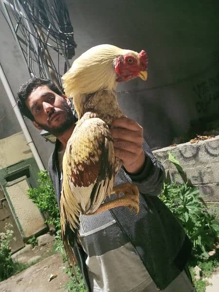 out class aseel chick's and eggs available 8