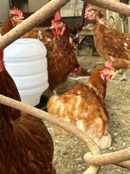 lohman brown egg laying hen chicken available 0
