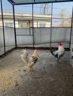 Roosters for sale 0