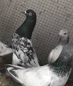 Lahori, Sialkoti, Golden best quality teddy pigeons