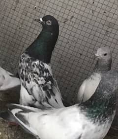 best quality teddy pigeons