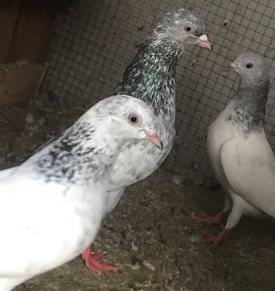 Lahori, Sialkoti, Golden best quality teddy pigeons 8
