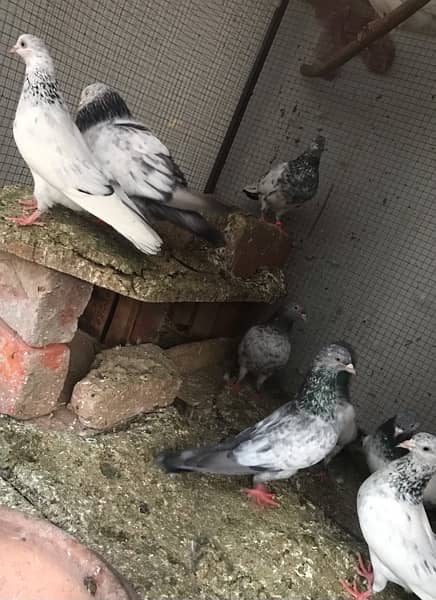 Lahori, Sialkoti, Golden best quality teddy pigeons 10