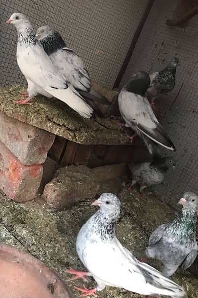 Lahori, Sialkoti, Golden best quality teddy pigeons 11