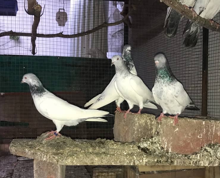 Lahori, Sialkoti, Golden best quality teddy pigeons 12