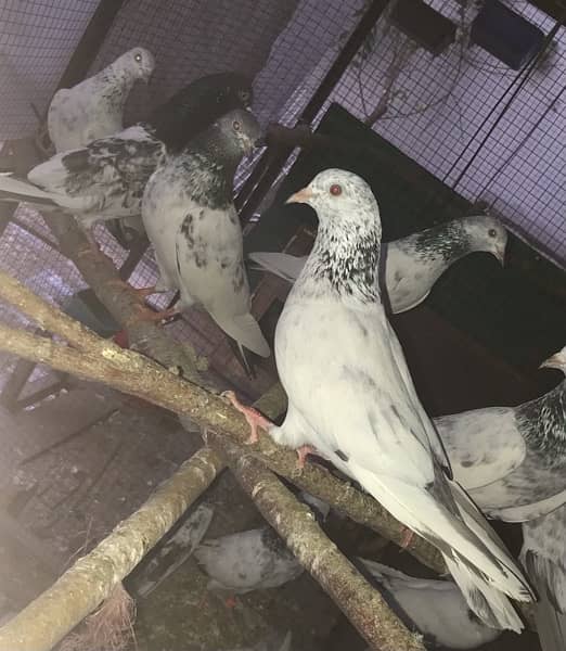 Lahori, Sialkoti, Golden best quality teddy pigeons 13