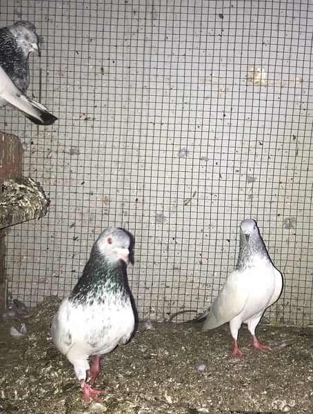 Lahori, Sialkoti, Golden best quality teddy pigeons 14