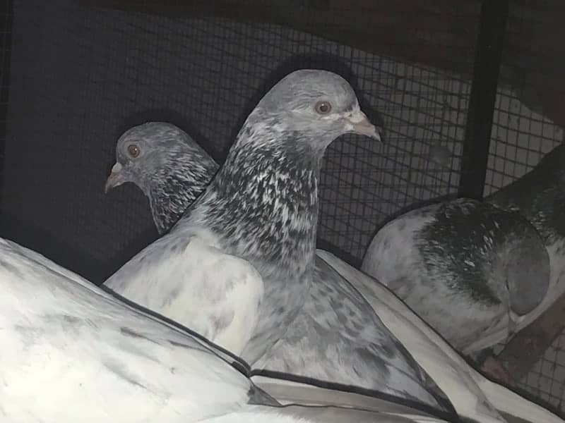 Lahori, Sialkoti, Golden best quality teddy pigeons 18