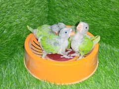 green Ringneck / mithoo / kathay chicks hand feed