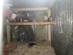 5 piece zebra finches available for sale