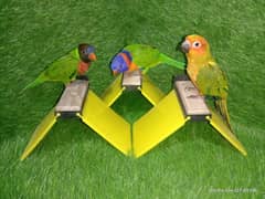 Sun conure, Red collared lorry and coconut lorry self feed babies
