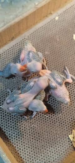 Ringneck(Mithu) chicks available