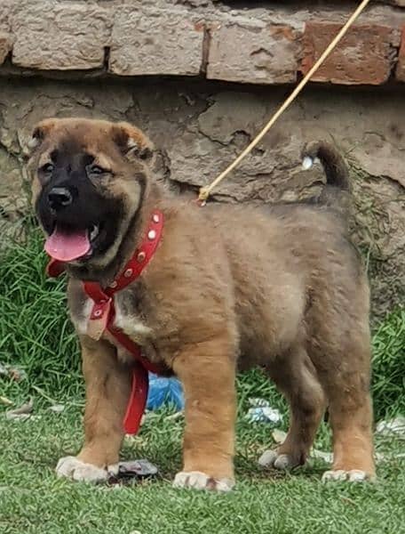King kurdish kangaal male pure breed security dog 2months for sale 0