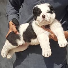 King Alabai male pure breed security dog 2months for sale