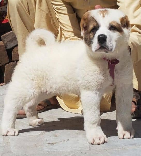 King Alabai male pure breed security dog 2months for sale 1