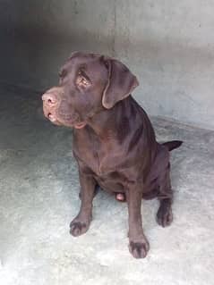 Chocolate Pedigree Male 0