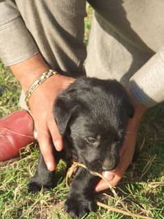 labrador male puppy for sale 0