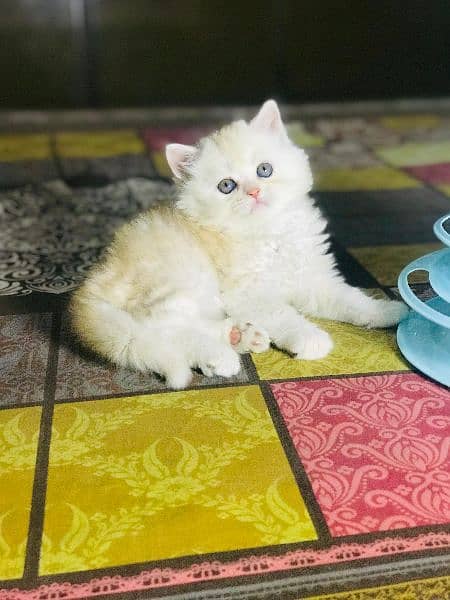 persion cats/semi Punch face/triple coated kitten's/kittens for sale 7