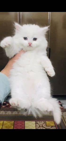 persion cats/semi Punch face/triple coated kitten's/kittens for sale 9