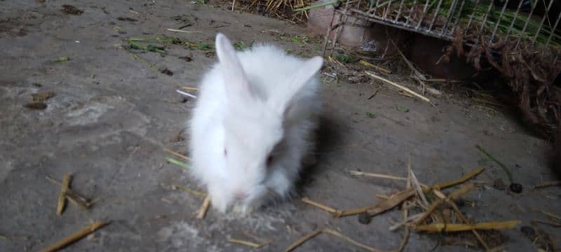Rabbit White Angora-like, other Red Eye White, Grey/White, Brown/White 7