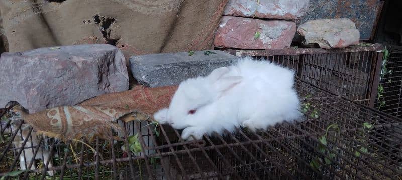 Rabbit White Angora-like, other Red Eye White, Grey/White, Brown/White 8