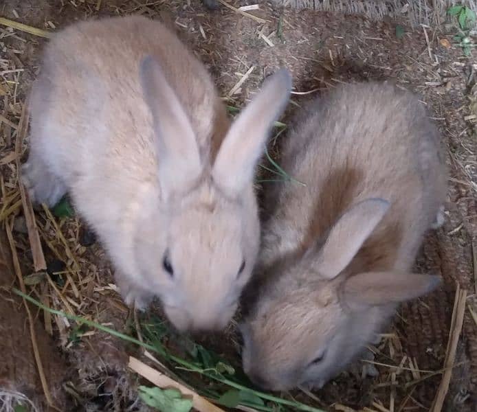 Rabbit White Angora-like, Almost all Brown, Red Eye, and others 8
