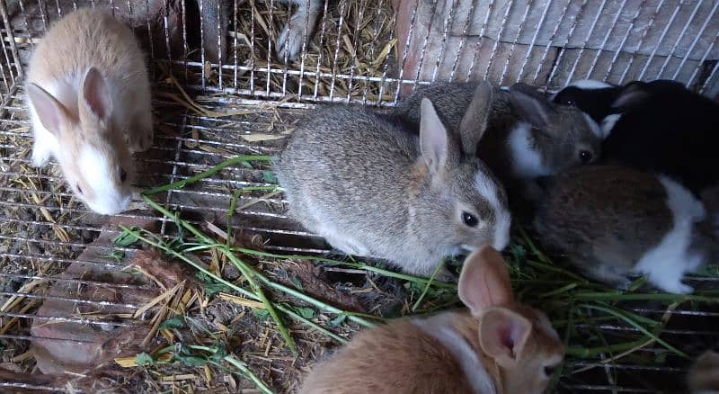 Rabbit White Angora-like, other Red Eye, All Brown, Grey,Brown/White 17