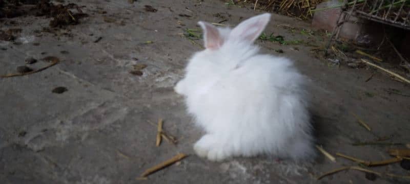 Rabbit White Angora-like, other Red Eye White, Grey/White, Brown/White 9