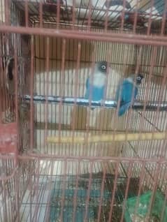 All love birds pair for sale
