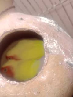 All love birds pair for sale and cage