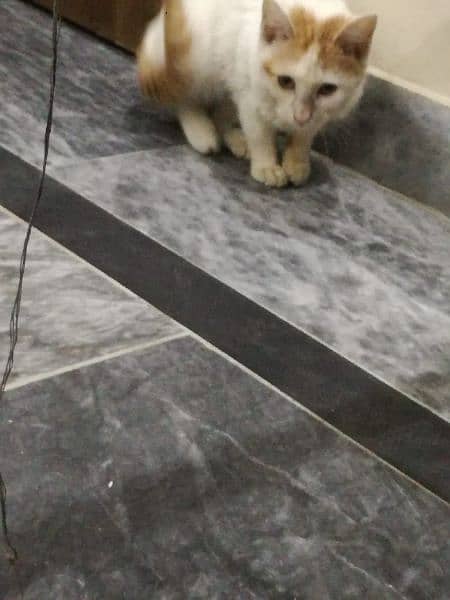 Persian cat baby 1