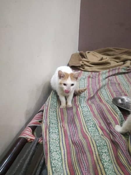 Persian cat baby 3
