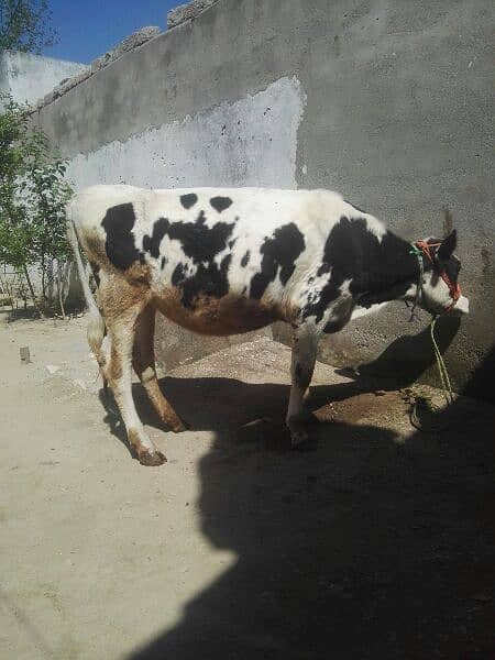 Astriliion cow. . . mob 03203075481 2