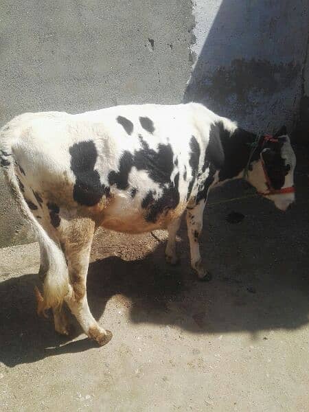 Astriliion cow. . . mob 03203075481 4
