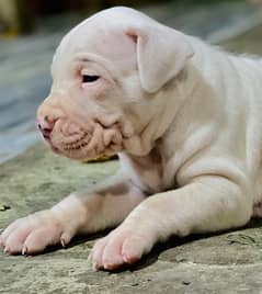 Dogo argentino Male pupps for sale