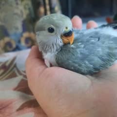 Peach euwing love bird motation baby perfect for hand tamed for sale