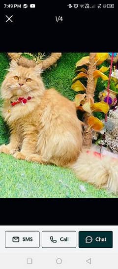 Pure Persian Punch Face high quality Male urgent sale 0