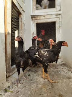 high quality aseel chicks breeder