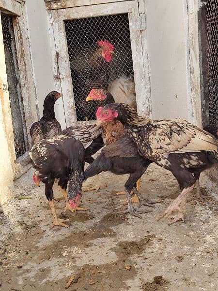 high quality aseel chicks breeder 1