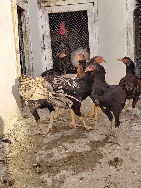 high quality aseel chicks breeder 3