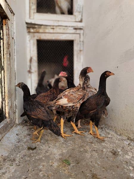 high quality aseel chicks breeder 4