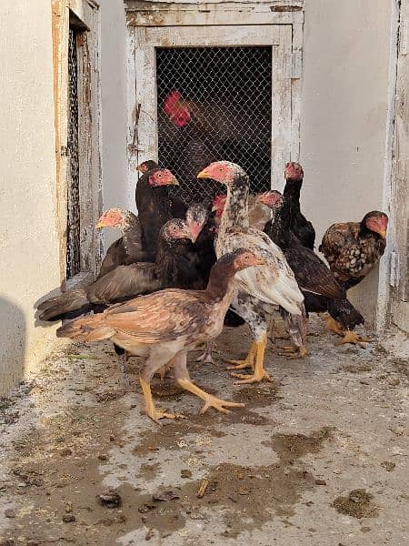 high quality aseel chicks breeder 6