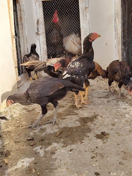 high quality aseel chicks breeder 7