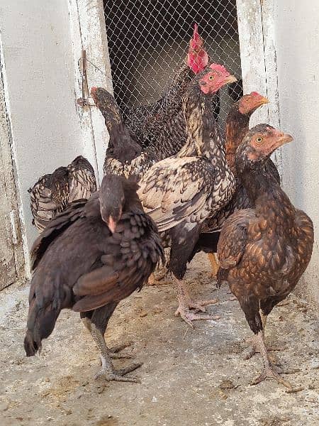 high quality aseel chicks breeder 8