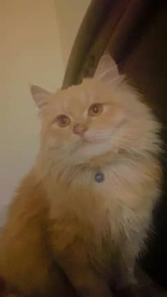 Male Persian Ginger color Cat * fully trained * 0
