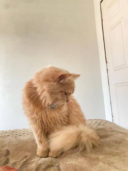 Male Persian Ginger color Cat * fully trained * 1